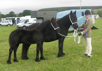 Maydew (Reserve Fell Champion) and Kingdom at Eggleston Show 2013