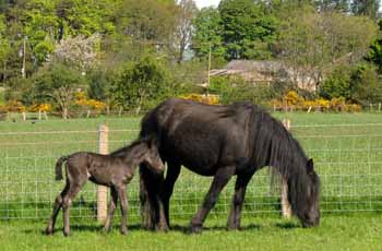 fell pony Rackwood Annie and her first foal, Rackwood Miss Mollie