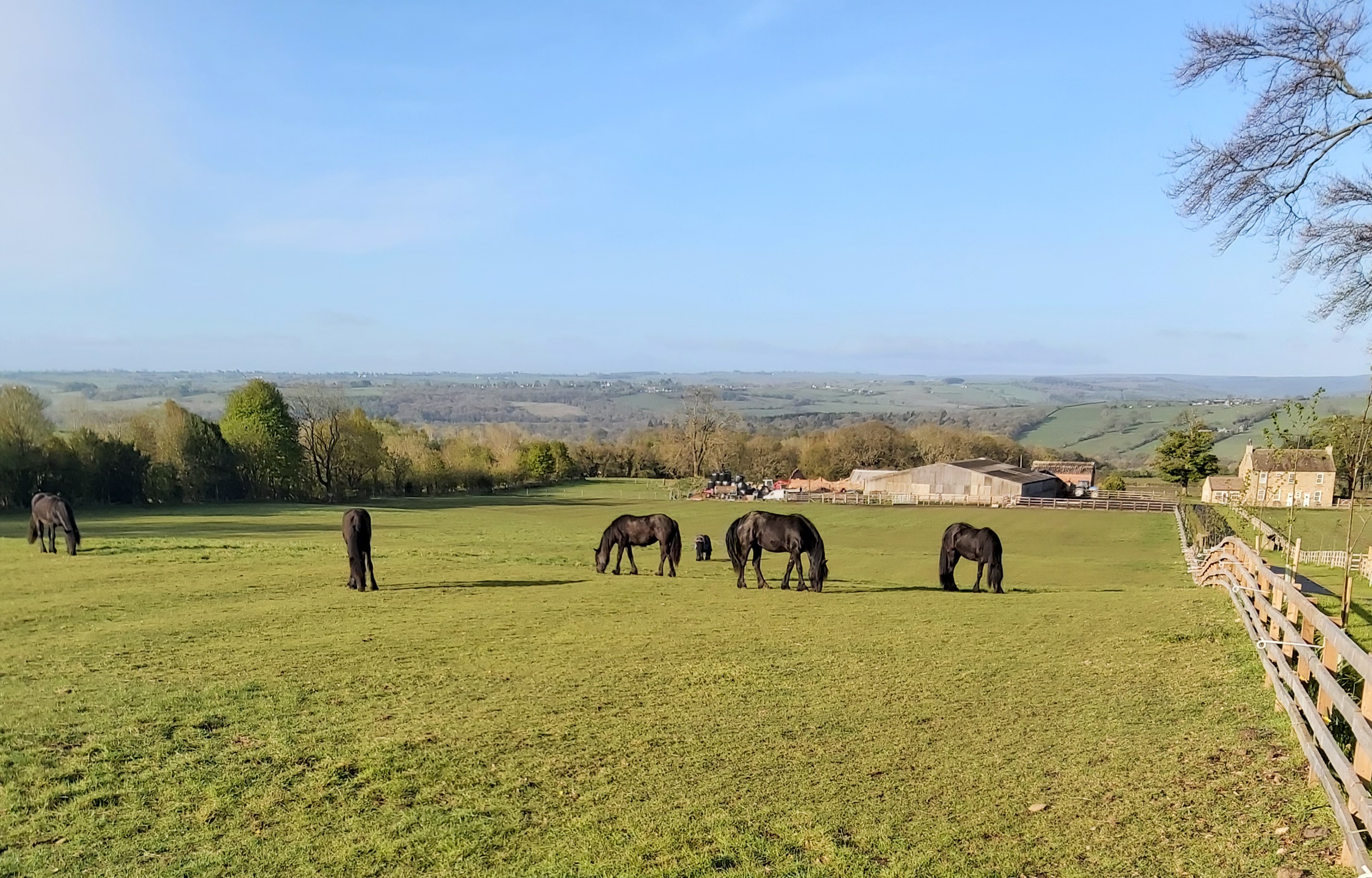 black ponies grazing in a field