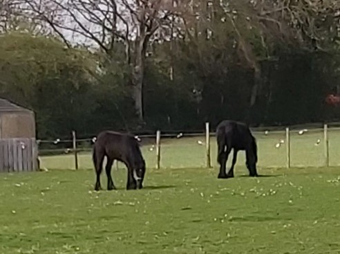 two black colts grazing in a field