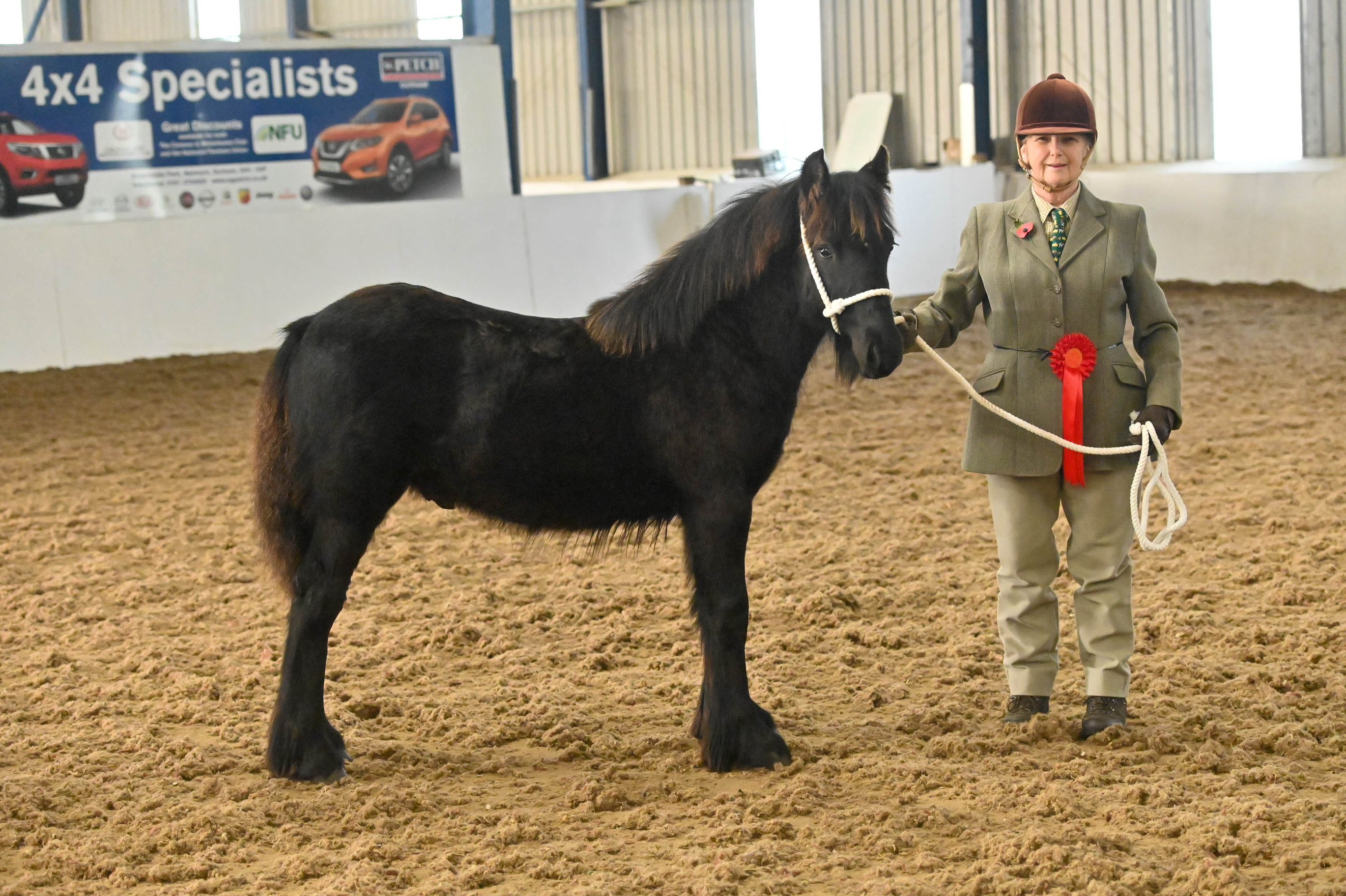 black colt and handler with a red rosette