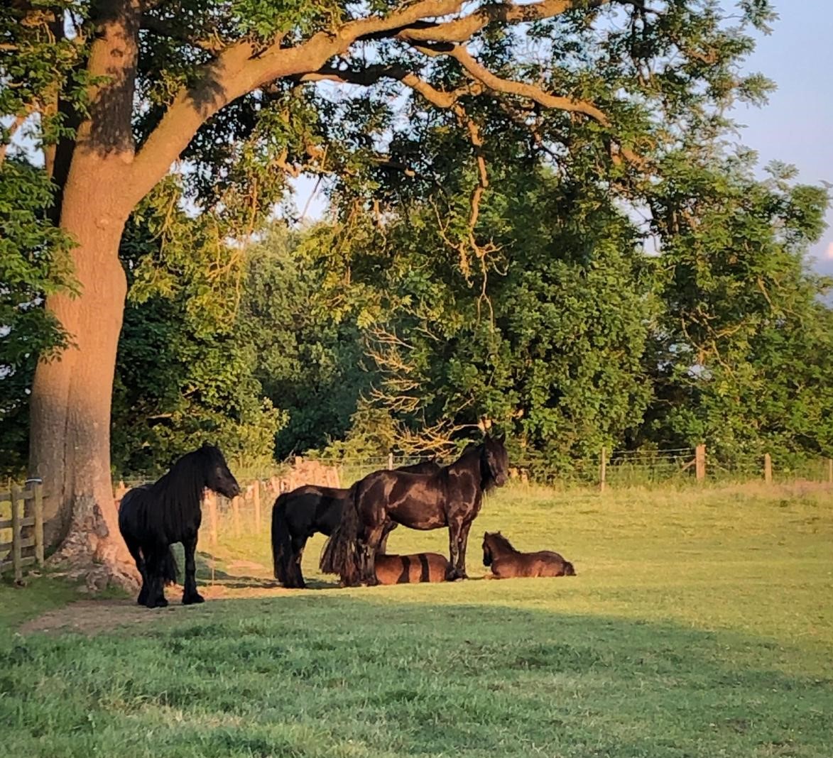 black ponies in the shade of a tree in a sunny field