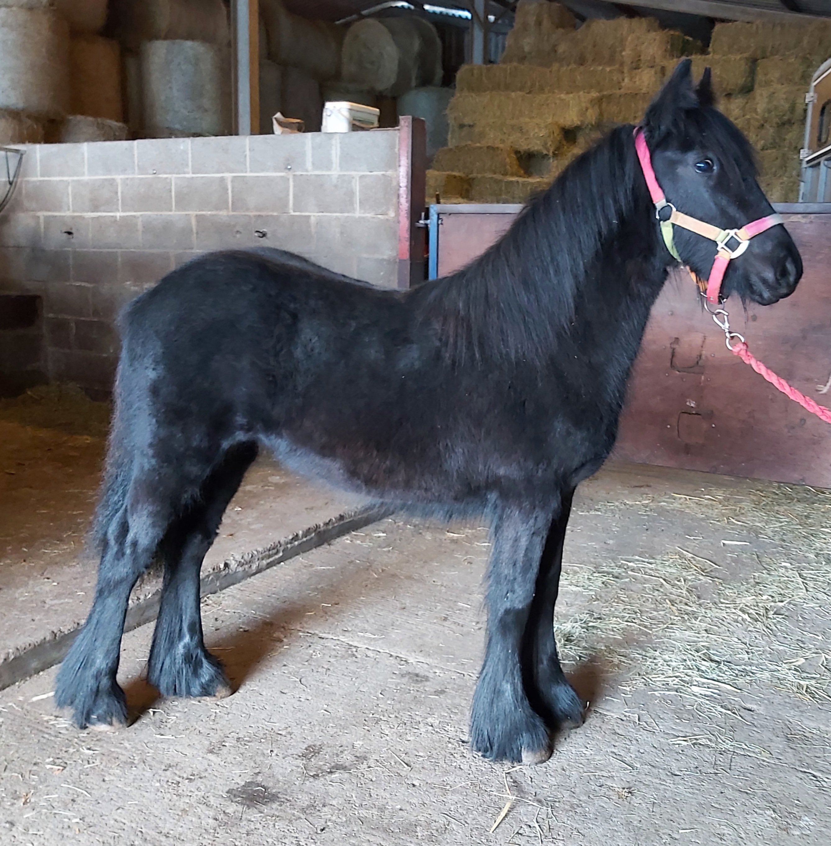 black filly standing in a farm building