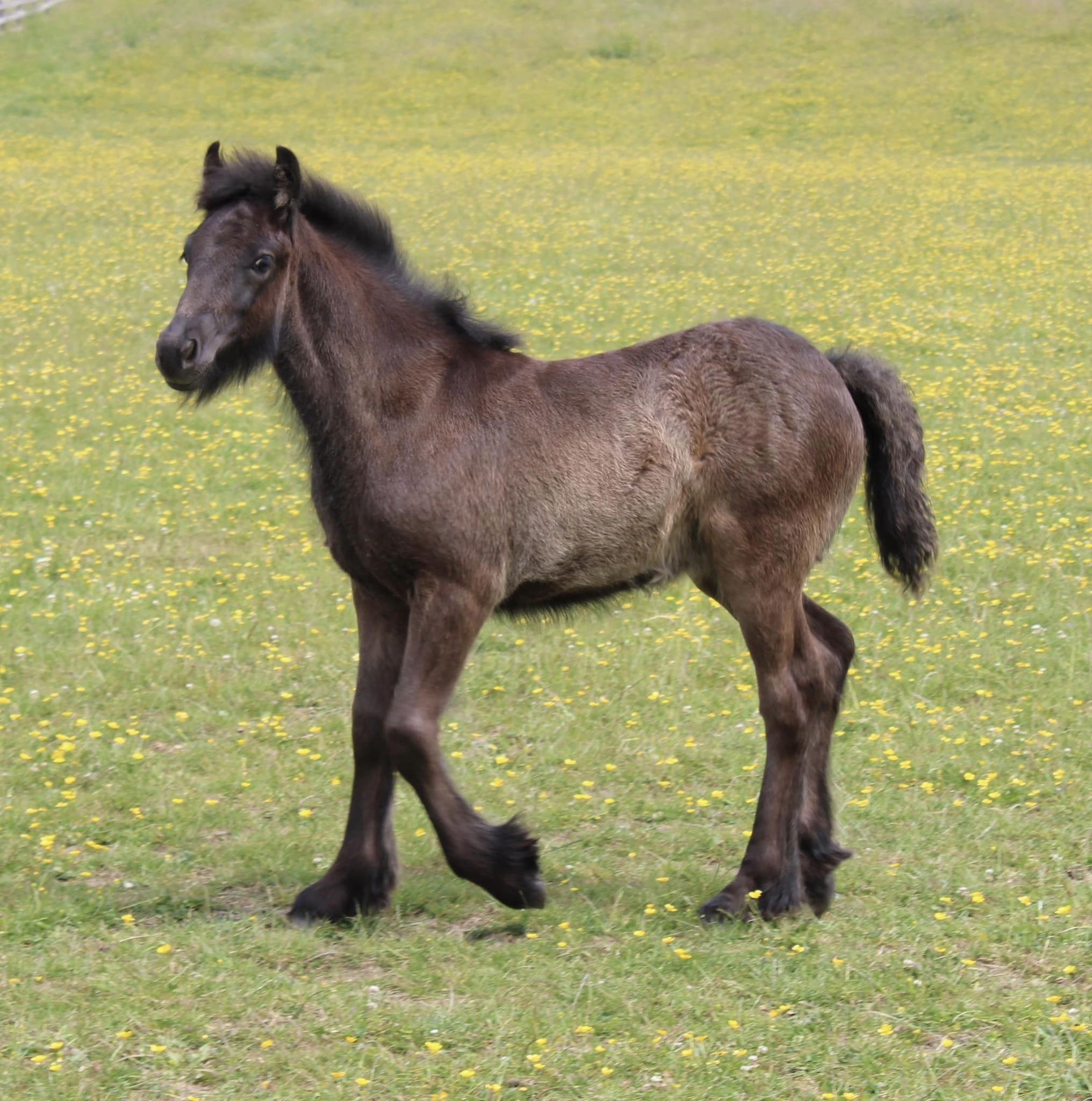 black fell pony foal in a field