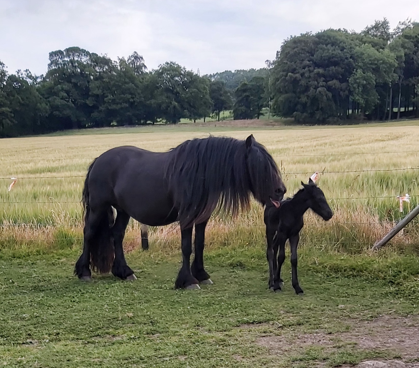 black mare and foal