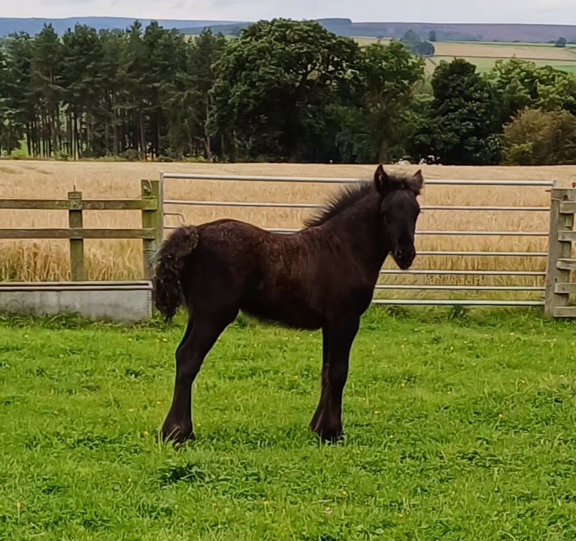 black foal in a green field, looking at the camera