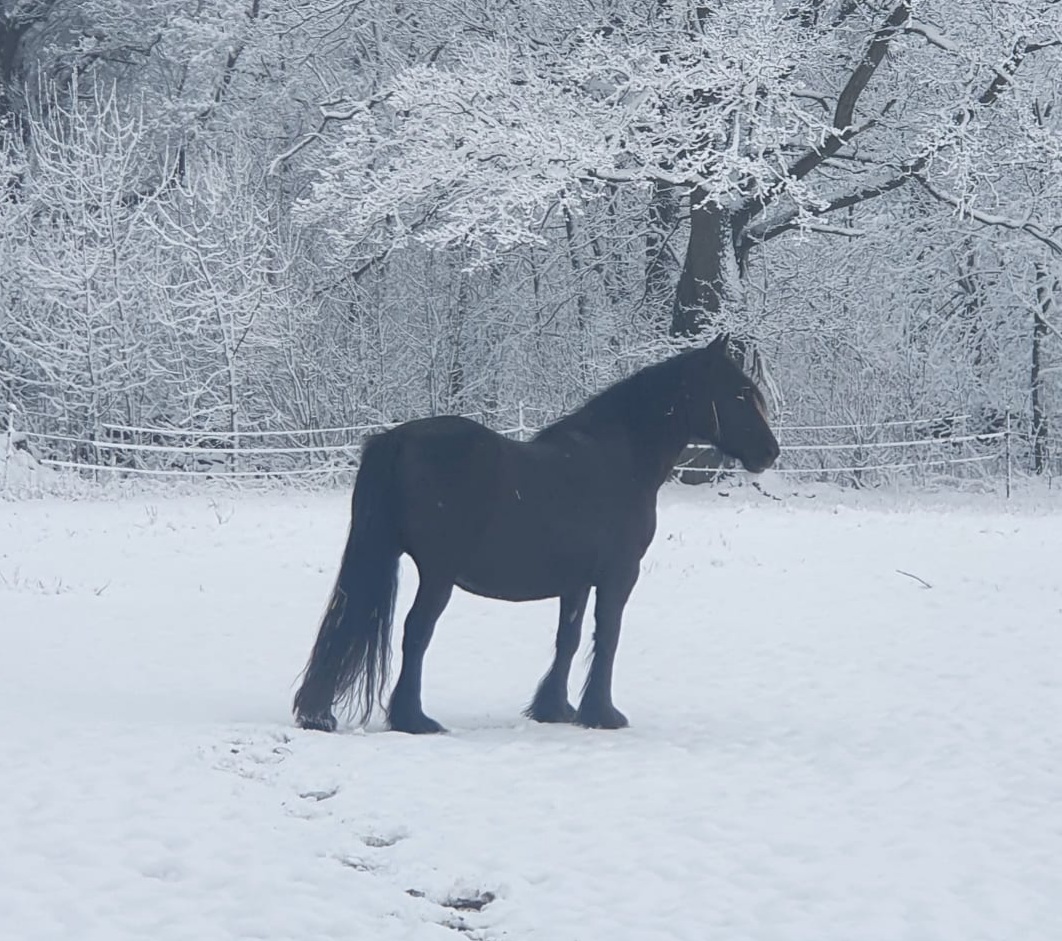 black pony in a snowy field