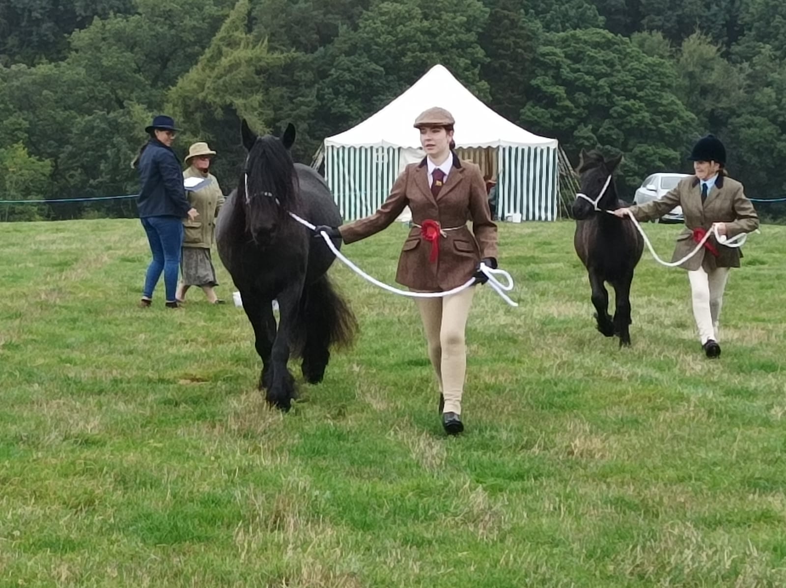 black fell pony at a show