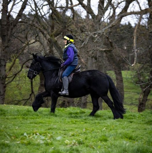 black pony and rider cantering