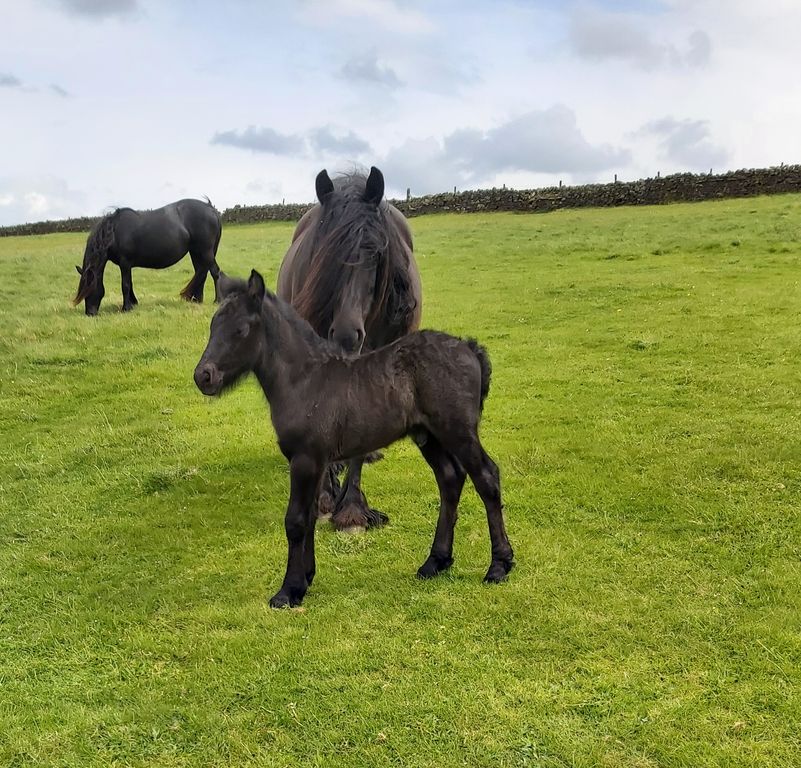 black mare and foal in a field