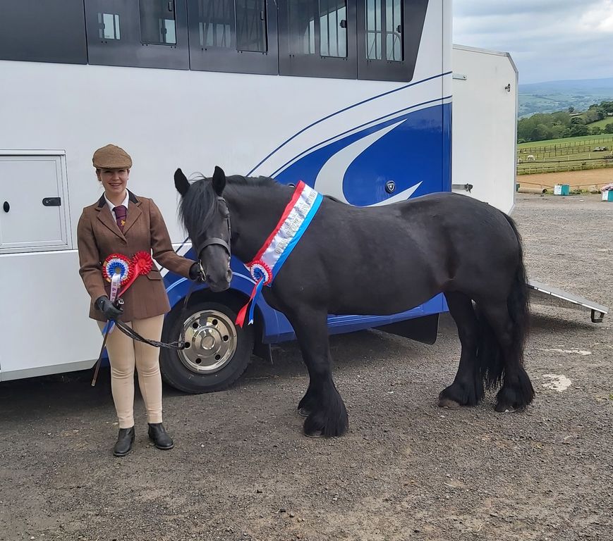 black mare beside the horsebox with rosettes