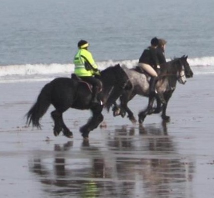 Fell ponies galloping along a beach