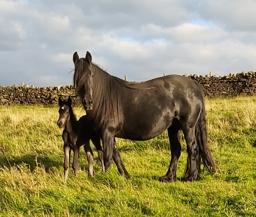 black fell pony mare and foal in a field