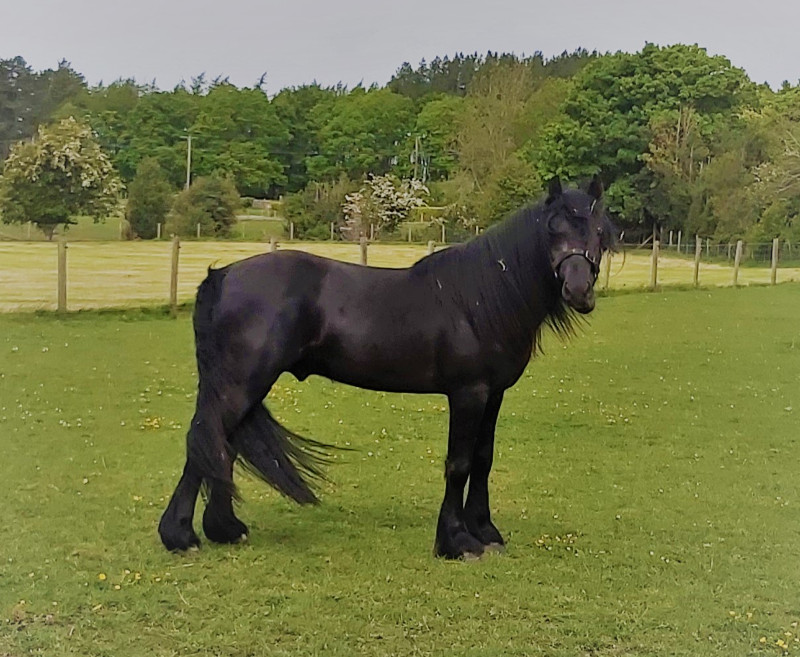 Black 2 year old Fell pony colt, Dalewin Victor, in the field