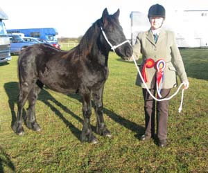 Rackwood Hugo, NPS Area 4 M&M Foal Champion