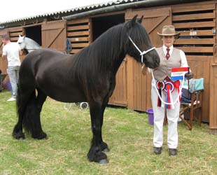 Rackwood Maggie May, Fell Champion, Great Yorkshire Show