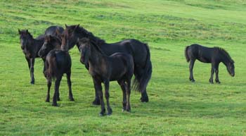 Rackwood mares and  foals