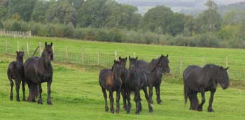 Rackwood mares at Hamsterley