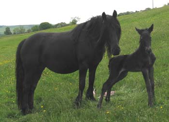 Rackwood Melody and Rackwood Isabel, Spring 2012 