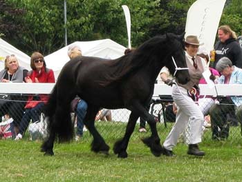 Rackwood Maggie May, 1st Prize Fell 2 & 3 yrs, and Fell Supreme Champion at the Great Yorkshire Show 2013