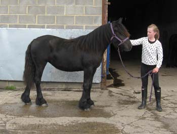 black fell pony yearling