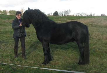 Rackwood Cameron saying hello in Derbyshire, December 2013