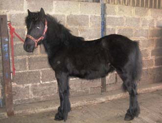 Rackwood Nimrod preparing for his first show, 2013