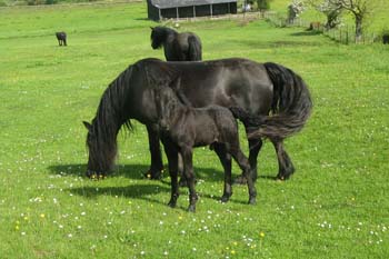 Fell pony foal Rackwood Oliver