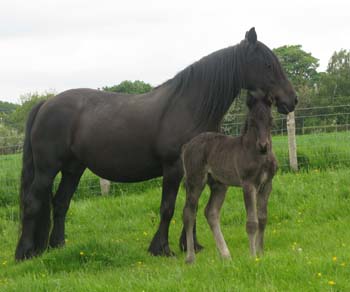 foal Rackwood Panasonic