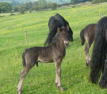 Fell foal Rackwood  Quinten