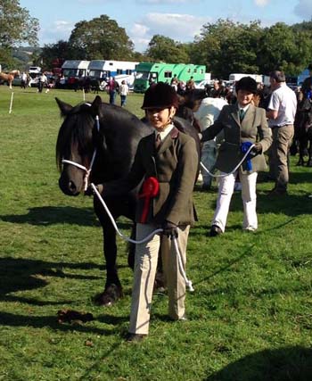 Fell pony mare Melody at Wolsingham Show 2014