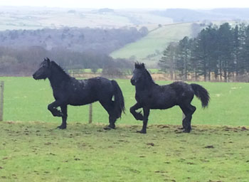 Fell ponies Nimrod (leading) and Panasonic (following) February	2015. 