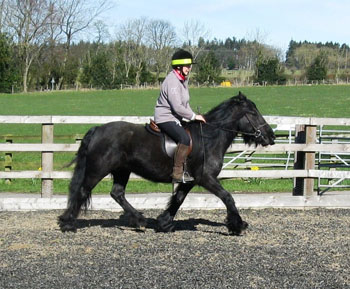 Fell pony Annie, newly broken, March 2015 