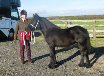 Rambling Rose, M&M Champion at Scottish & Northern Foal Show, November 2015