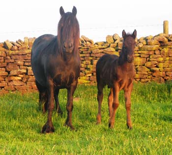 Fell pony mare Melody and her foal Union Jack