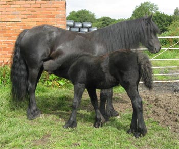 Rackwood Bonnie and Rackwood Ellie May in 2011