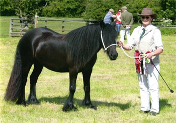 Rackwood Princess at Hexham show