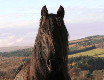 Bonnie at Hamsterley, Autumn 2010