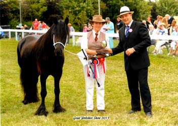 Fell pony Rackwood Maggie May at Great Yorkshire show 2013