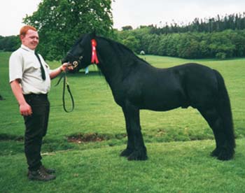 Rackwood Robin at the Stallion Show in 2000