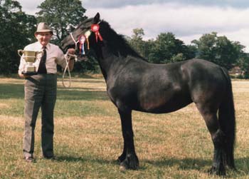  Rackwood Velvet at the Breed Show