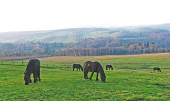 Rackwood mares at Hamsterley