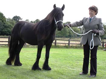 Champion at Cleveland Show