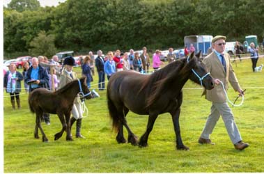 Rackwood Annie and Oliver at the FPS Breed Show, August 2014 