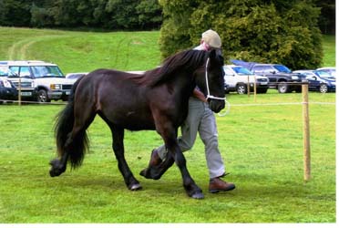 Rackwood Hugo at the FPS Breed Show, 2014