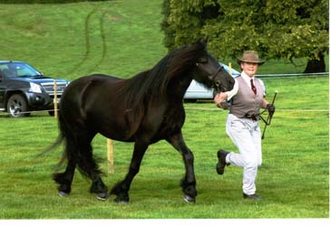 Rackwood Maggie May at the FPS Breed Show, August 2014 