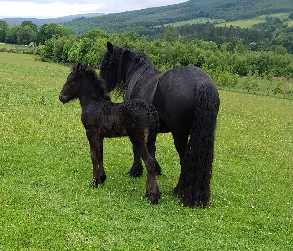 black fell pony mare and foal