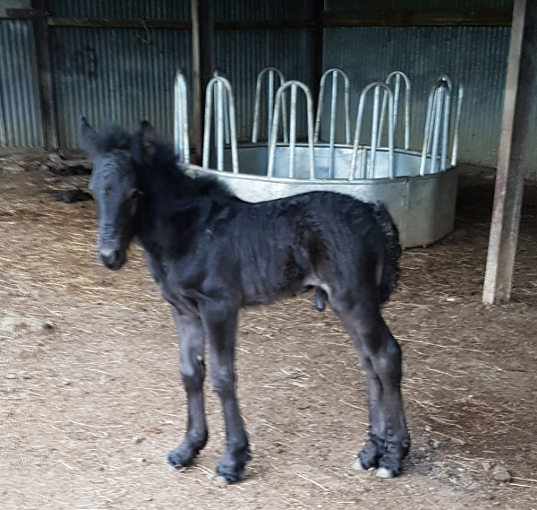 black fell pony  foal