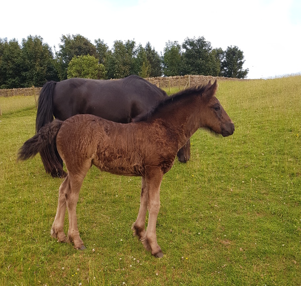 fell pony foal Harmony