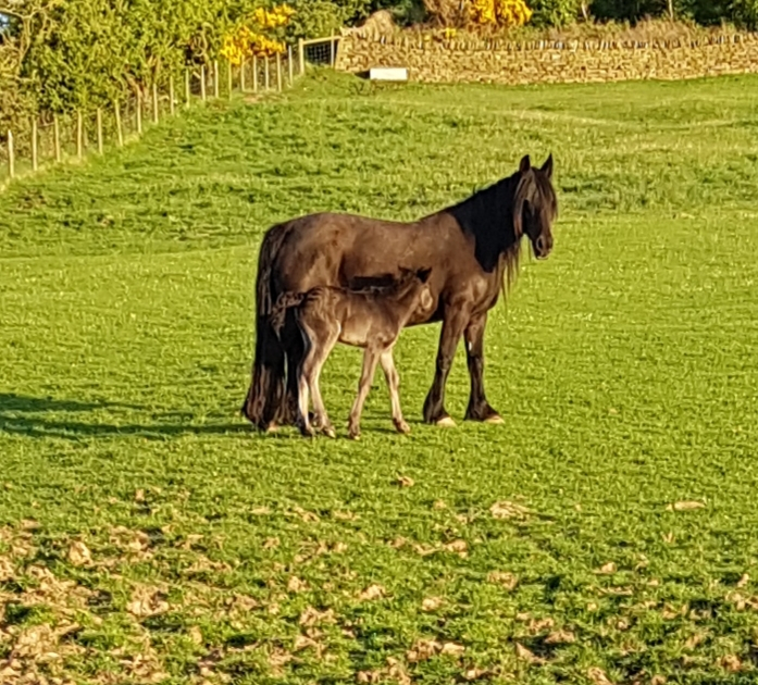 black fell pony mare and foal